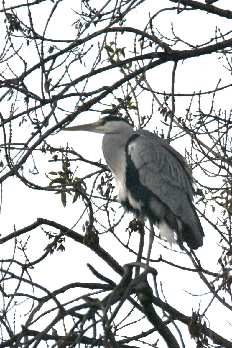 Gray Heron - ML626598530