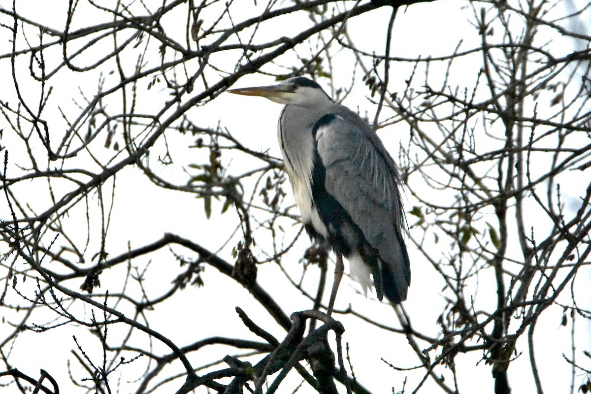 Gray Heron - ML626598531