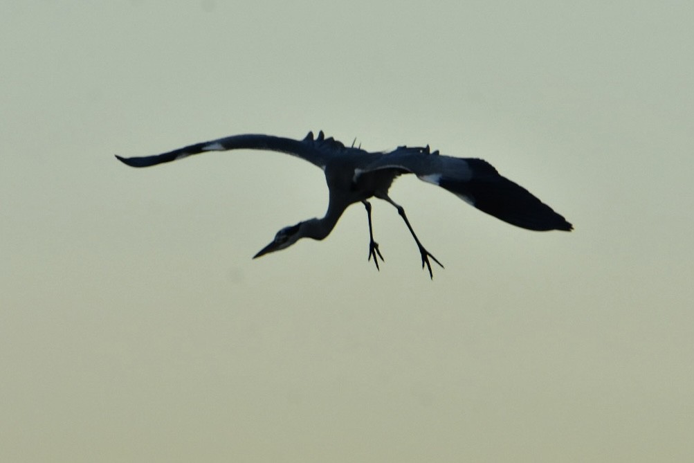 Gray Heron - ML626598532