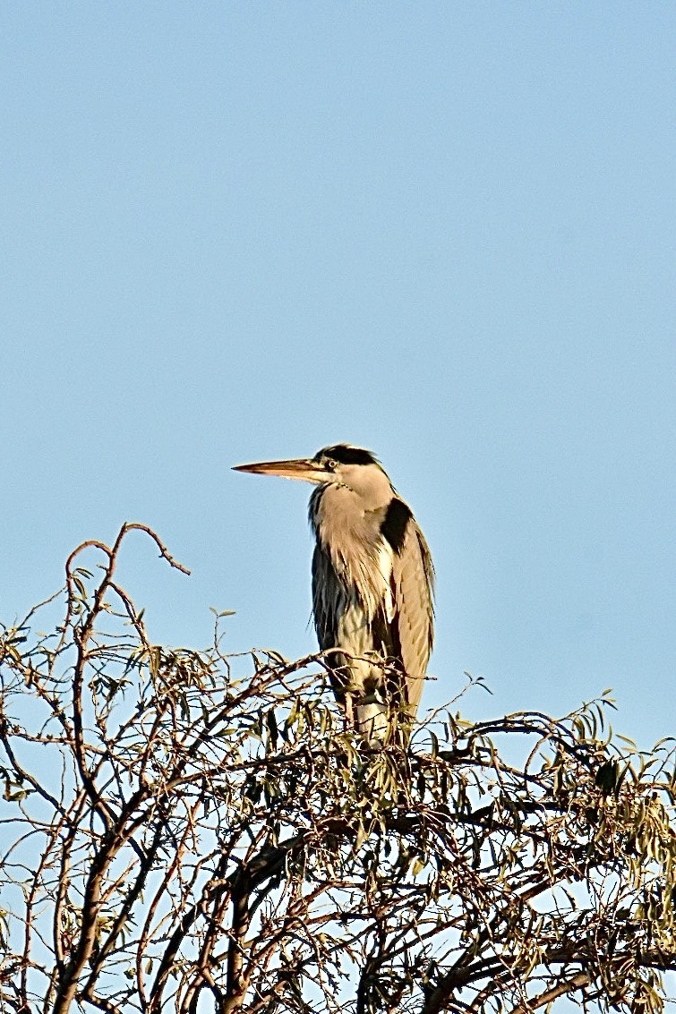 Gray Heron - ML626598533