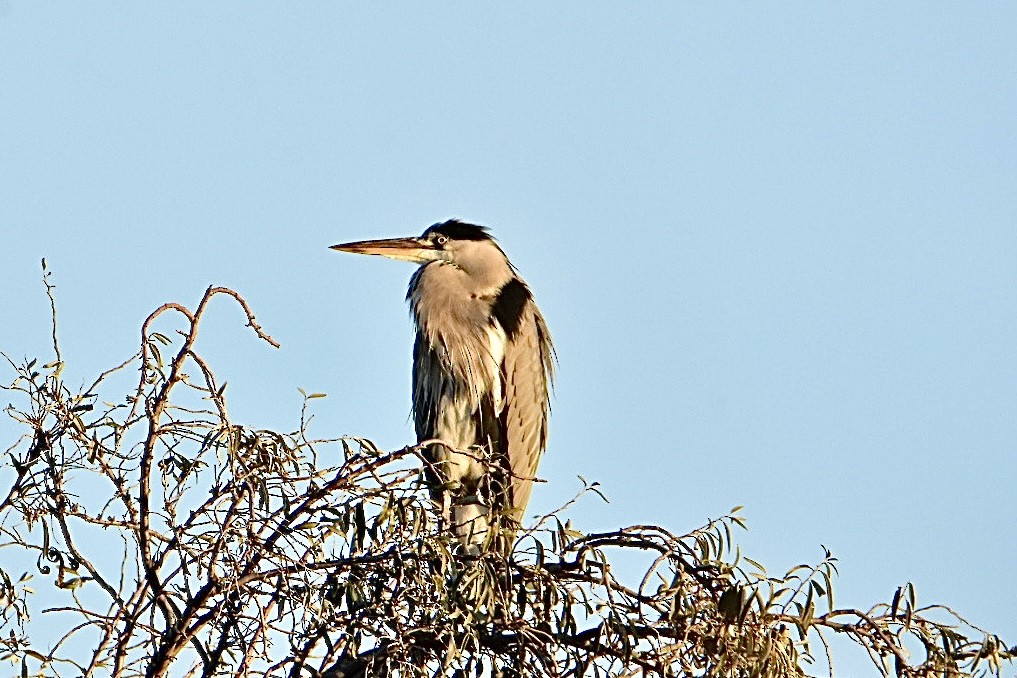 Gray Heron - ML626598534