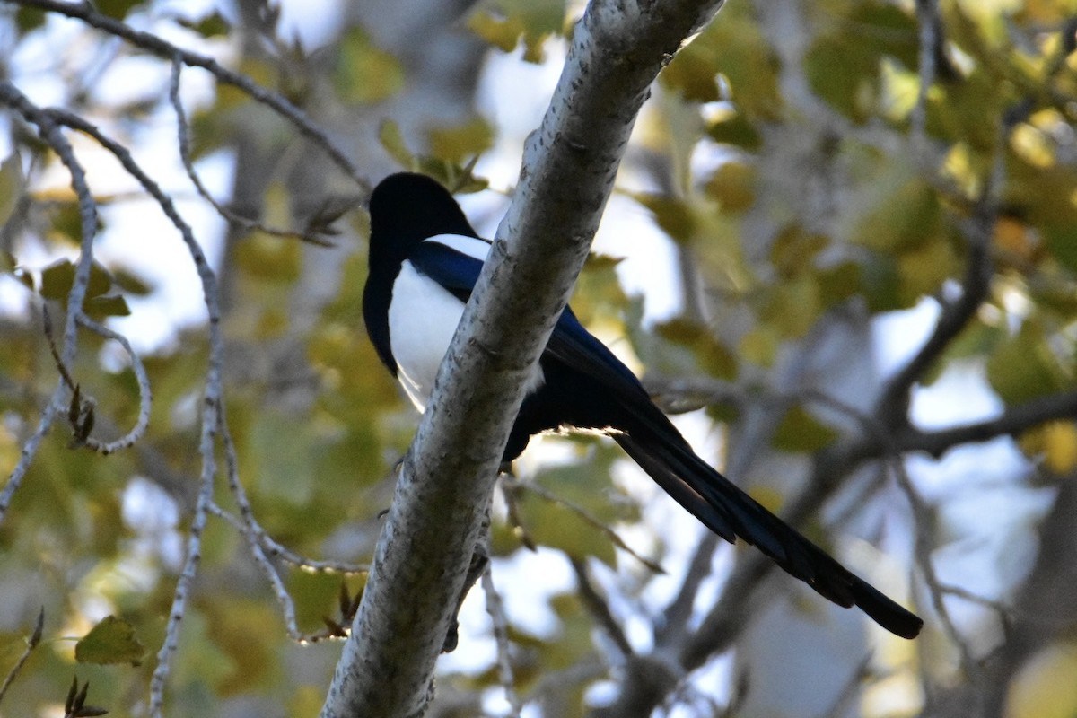 Eurasian Magpie - ML626598539