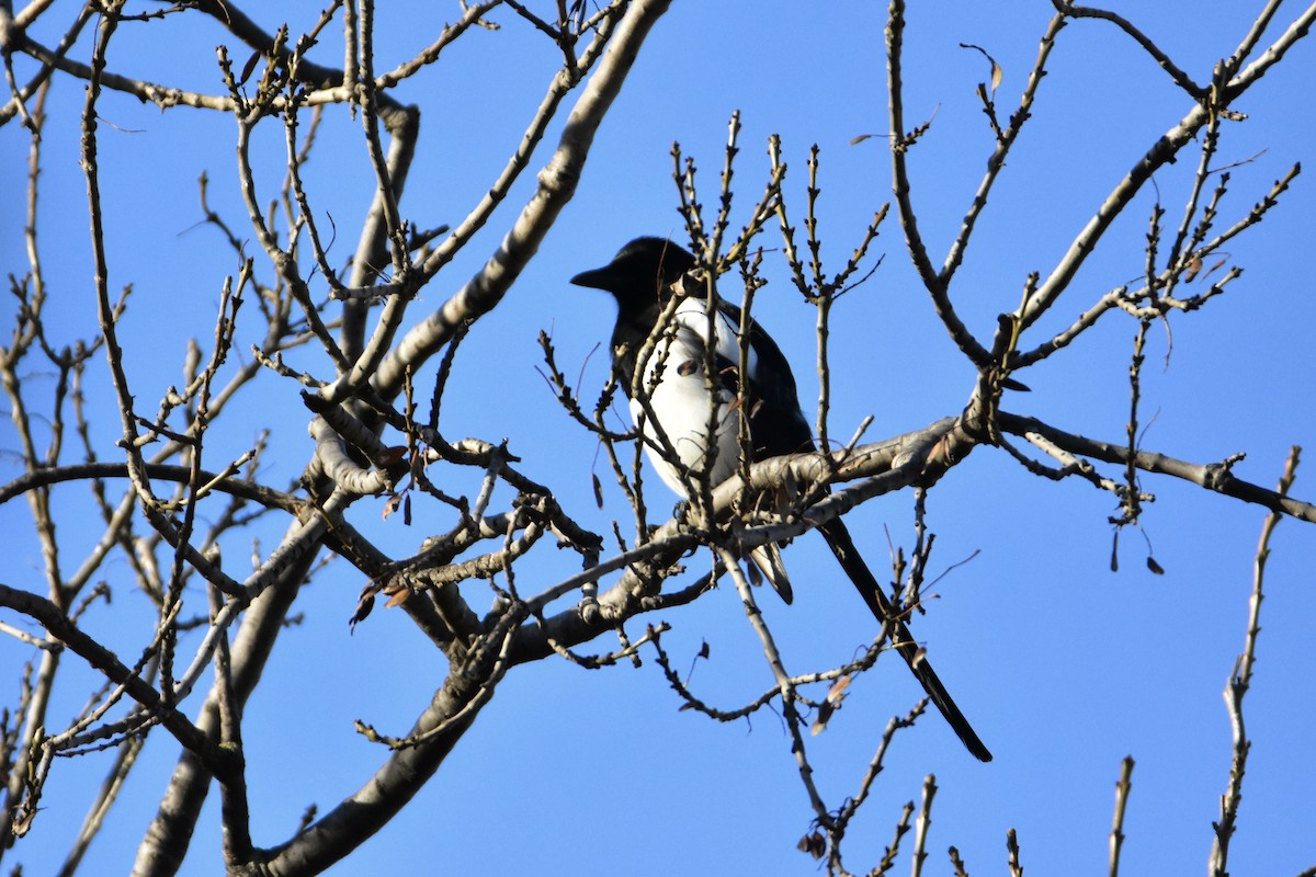 Eurasian Magpie - ML626598540