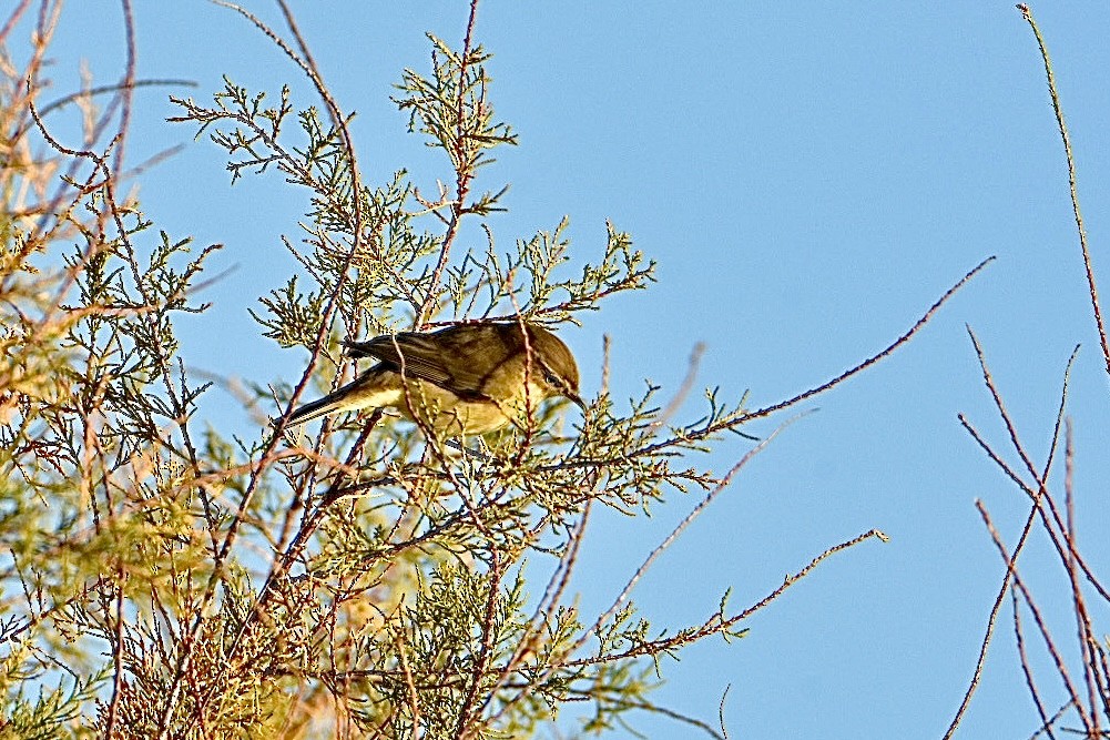 Common Chiffchaff - ML626598541