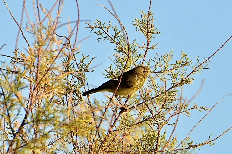 Common Chiffchaff - ML626598542