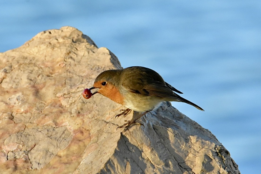 European Robin - ML626598558