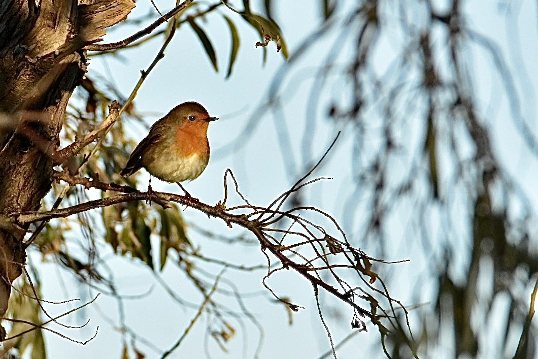 European Robin - ML626598559