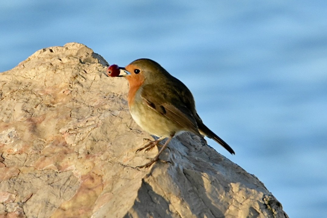 European Robin - ML626598560