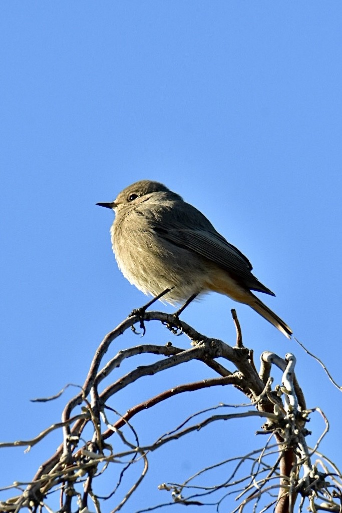 Black Redstart - ML626598571