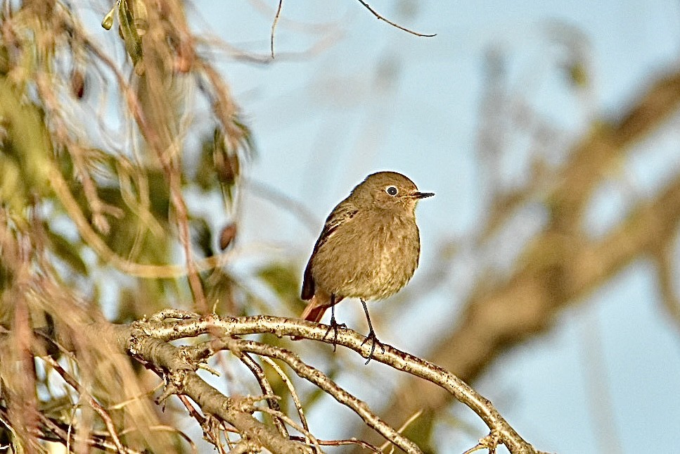 Black Redstart - ML626598572