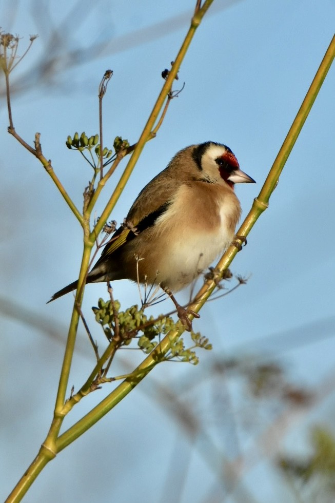 European Goldfinch - ML626598585