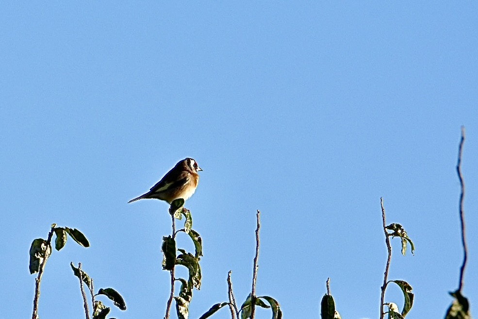 European Goldfinch - ML626598586