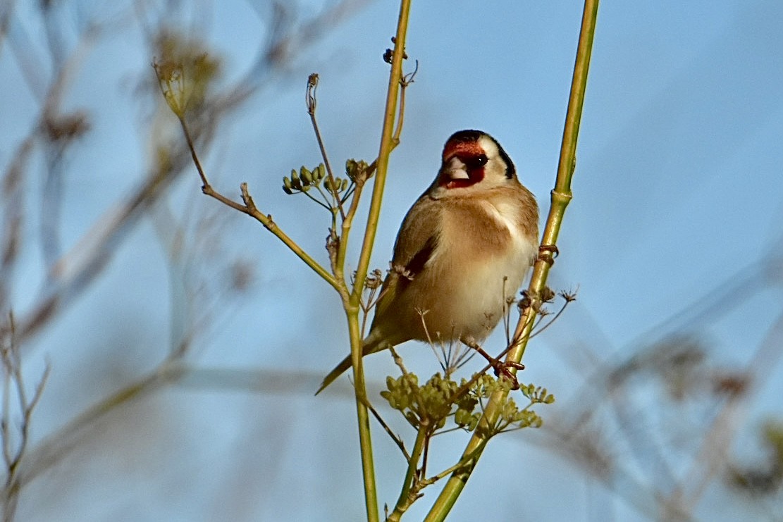 European Goldfinch - ML626598587