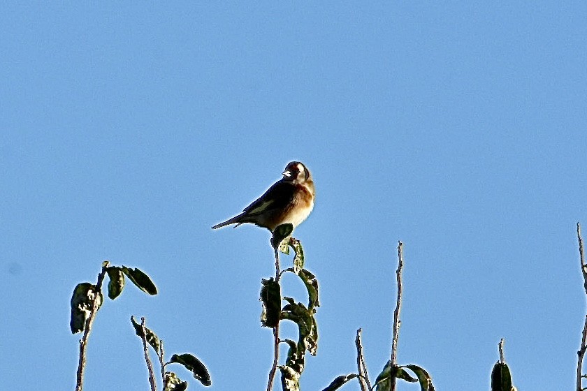 European Goldfinch - ML626598588