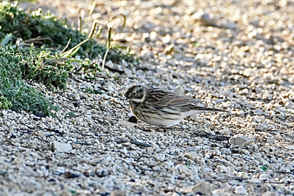 Reed Bunting - ML626598591