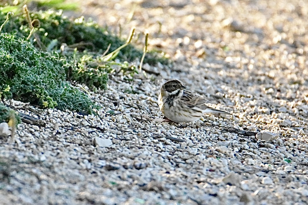 Reed Bunting - ML626598592