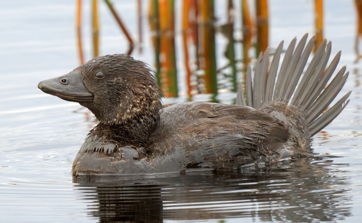 Musk Duck - ML626598610