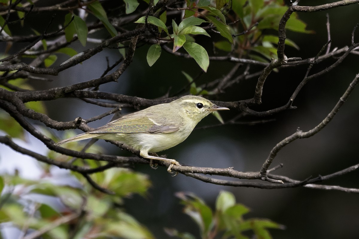 Green Warbler - ML626598727