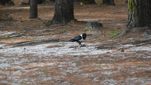 Pied Crow - ML626598800