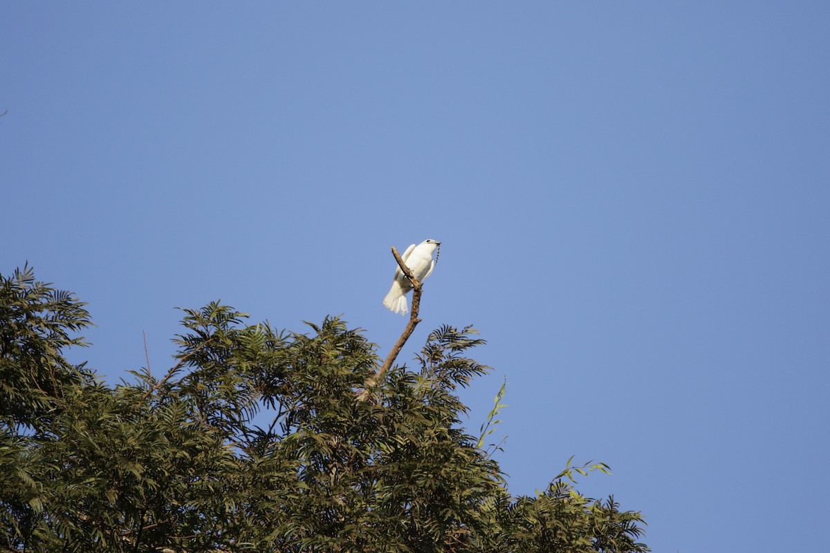 White Bellbird - ML626598880