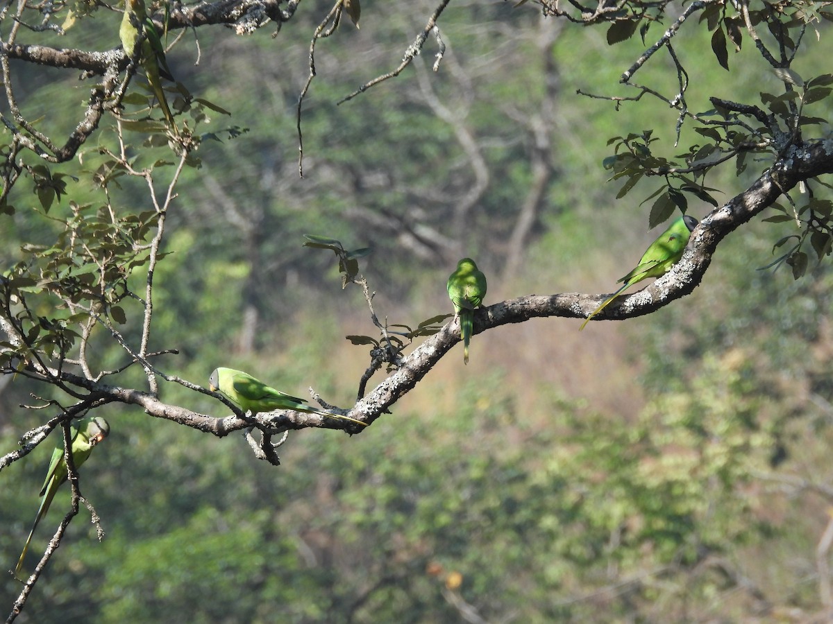 Slaty-headed Parakeet - ML626598901