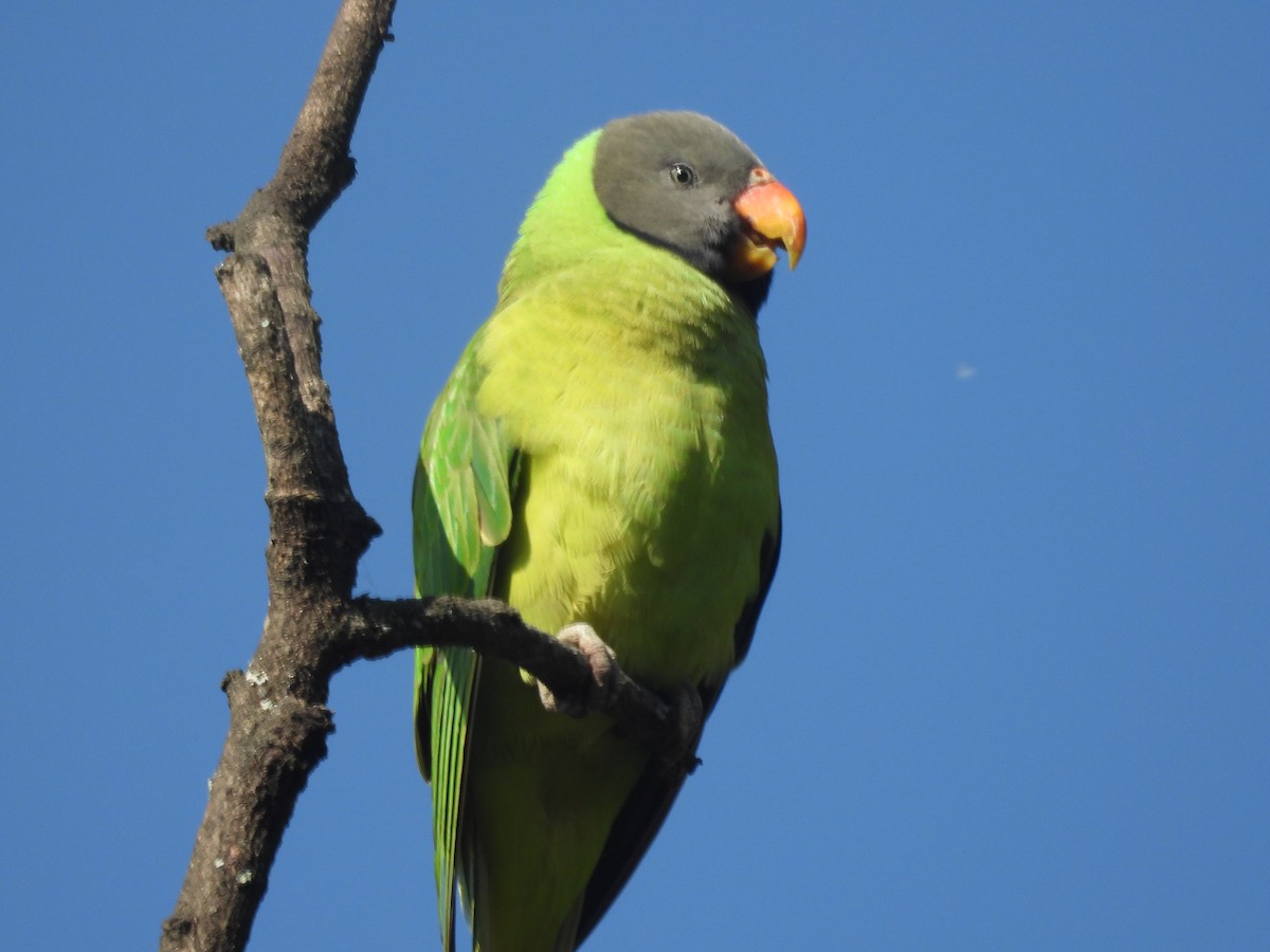 Slaty-headed Parakeet - ML626598902