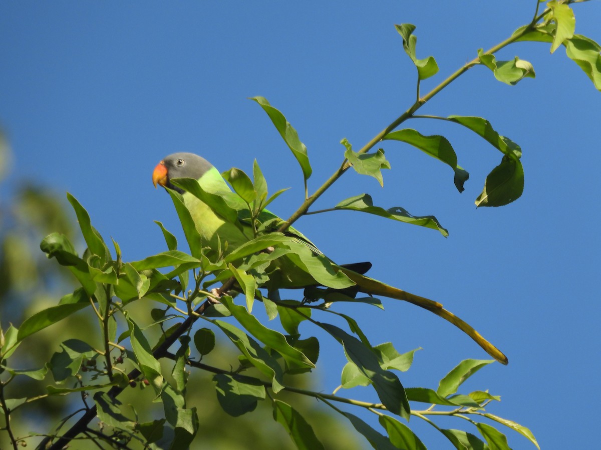 Slaty-headed Parakeet - ML626598903