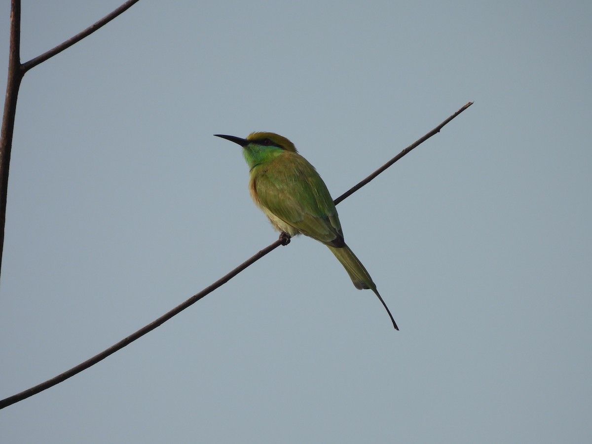 Asian Green Bee-eater - ML626599033