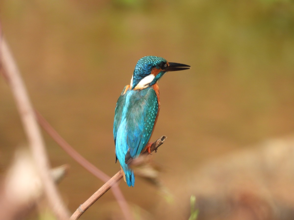 Common Kingfisher - ML626599046