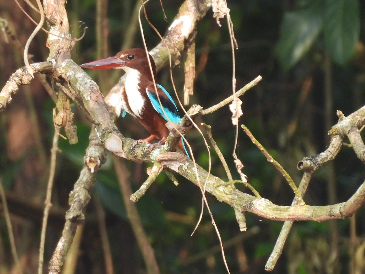 White-throated Kingfisher - ML626599047