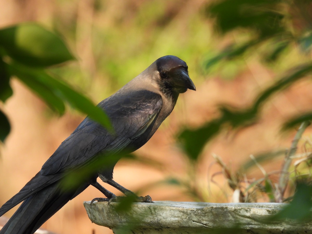 House Crow - ML626599060