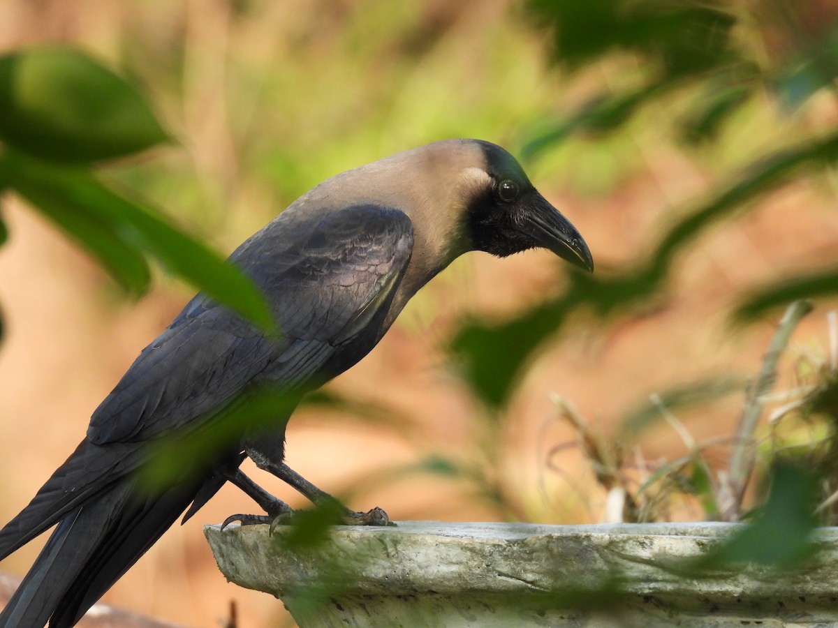 House Crow - ML626599061