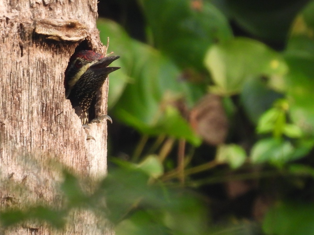 Black-rumped Flameback - ML626599063