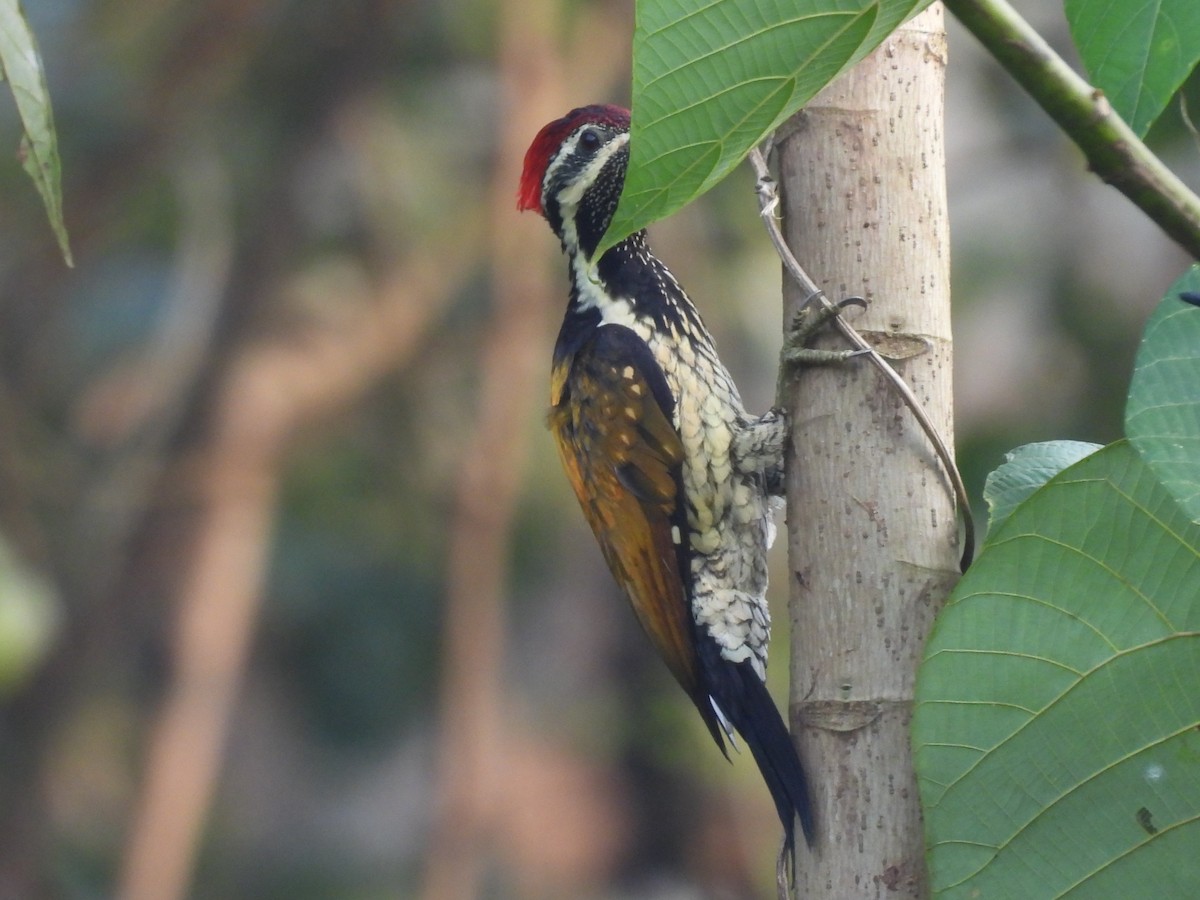 Black-rumped Flameback - ML626599064