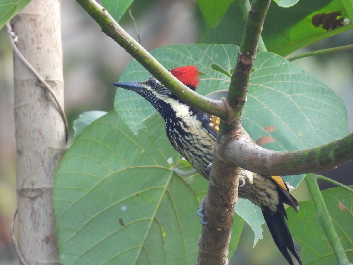 Black-rumped Flameback - ML626599065