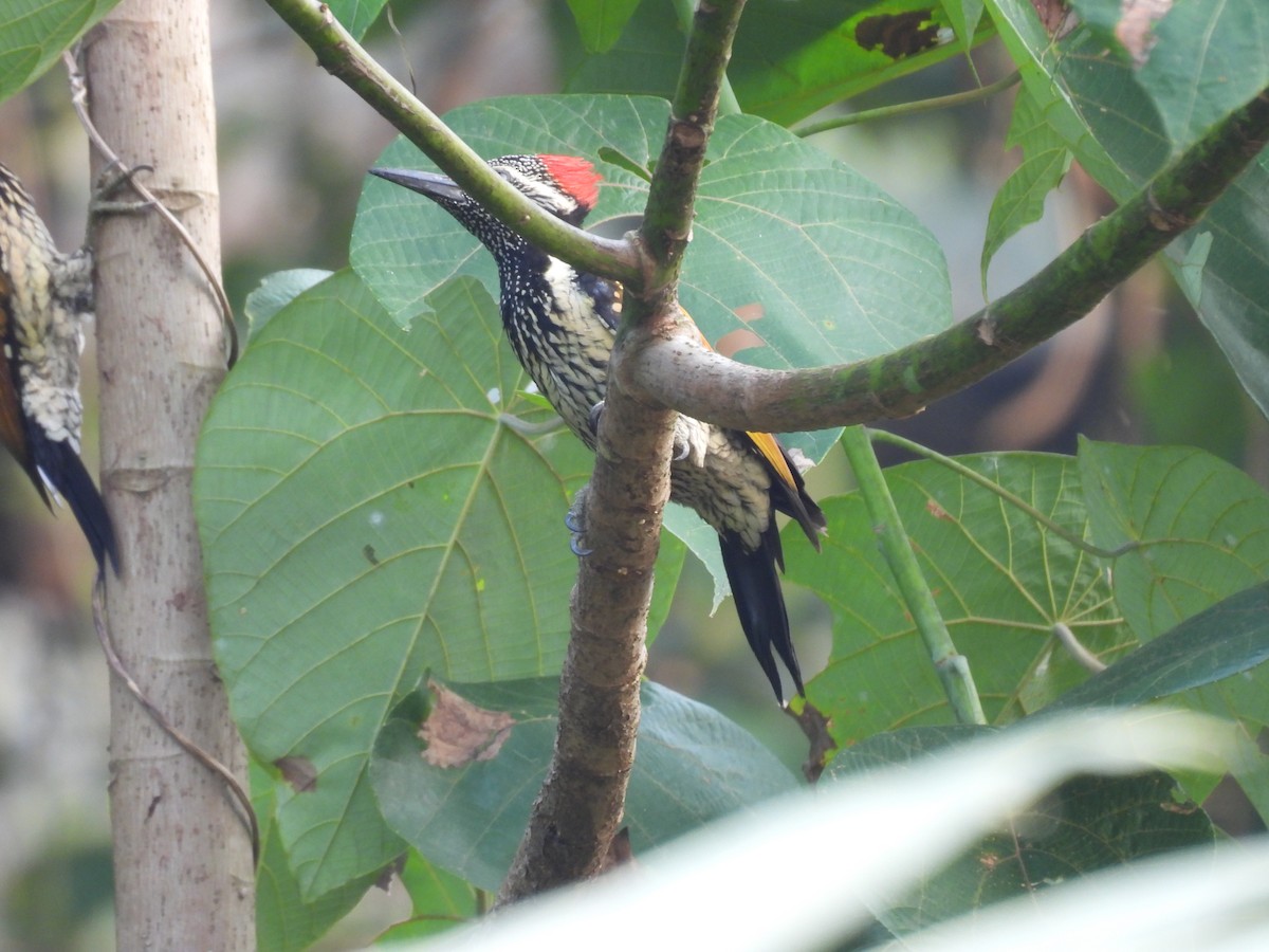 Black-rumped Flameback - ML626599066