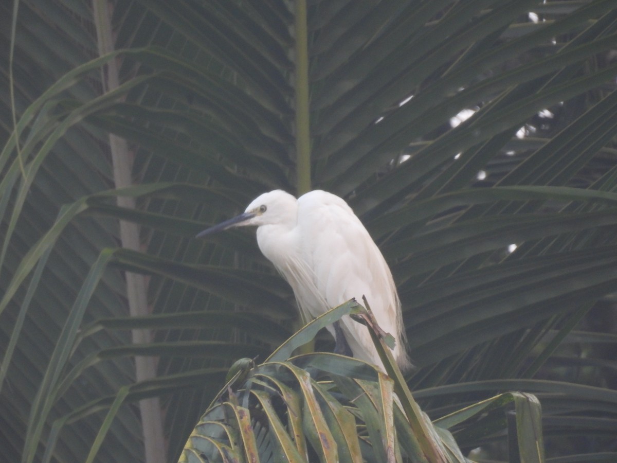 Little Egret - ML626599071