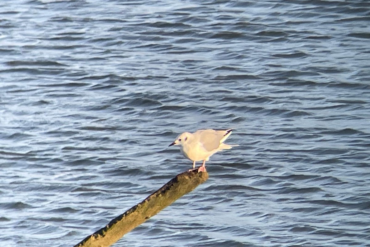 Bonaparte's Gull - ML626599072