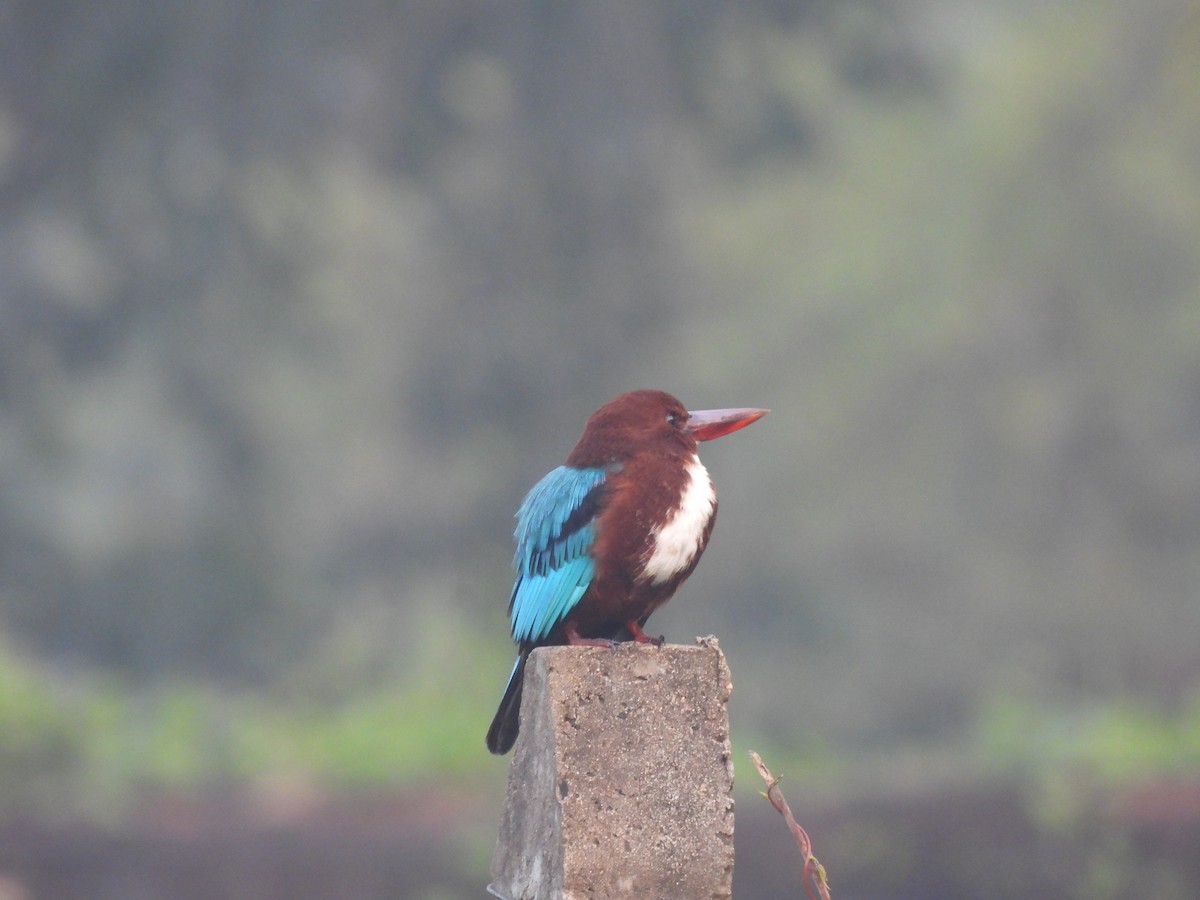 White-throated Kingfisher - ML626599075