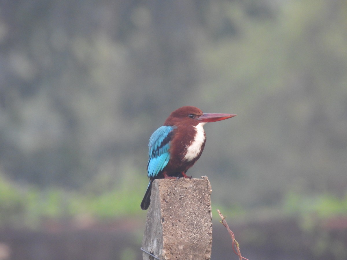 White-throated Kingfisher - ML626599076