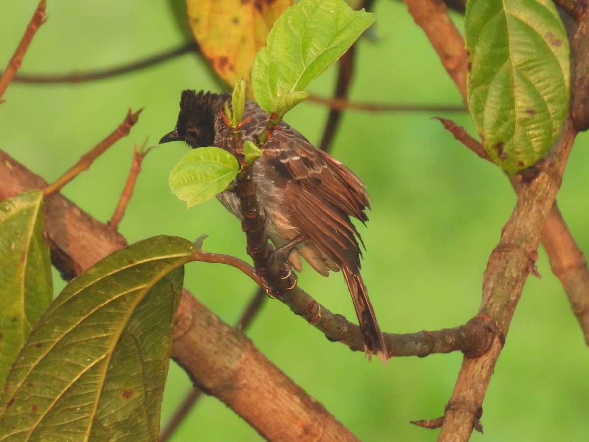 Red-vented Bulbul - ML626599082