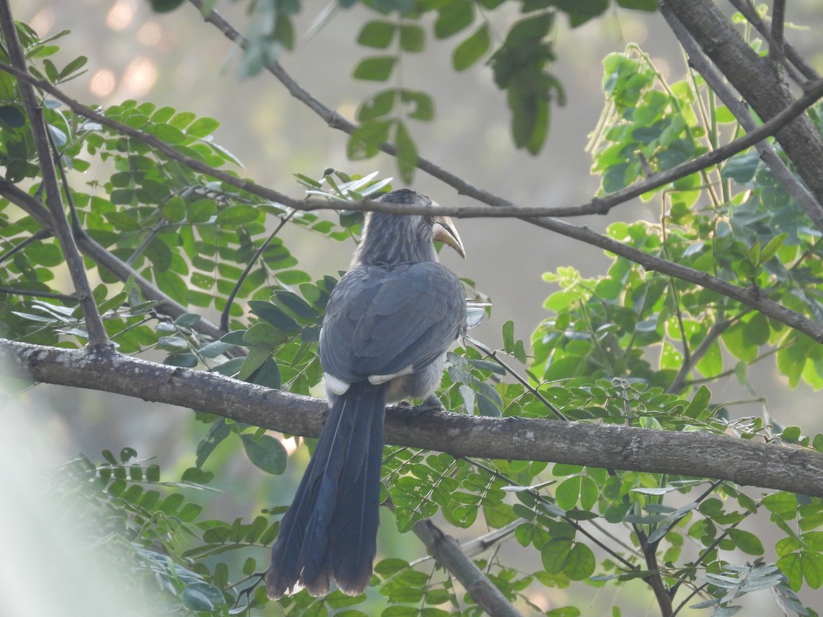 Malabar Gray Hornbill - ML626599085