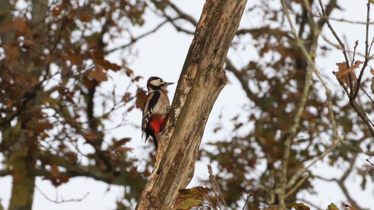 Great Spotted Woodpecker - ML626599293