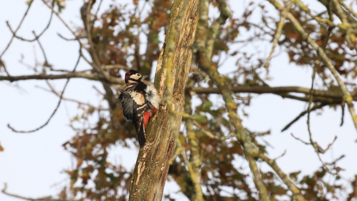 Great Spotted Woodpecker - ML626599294