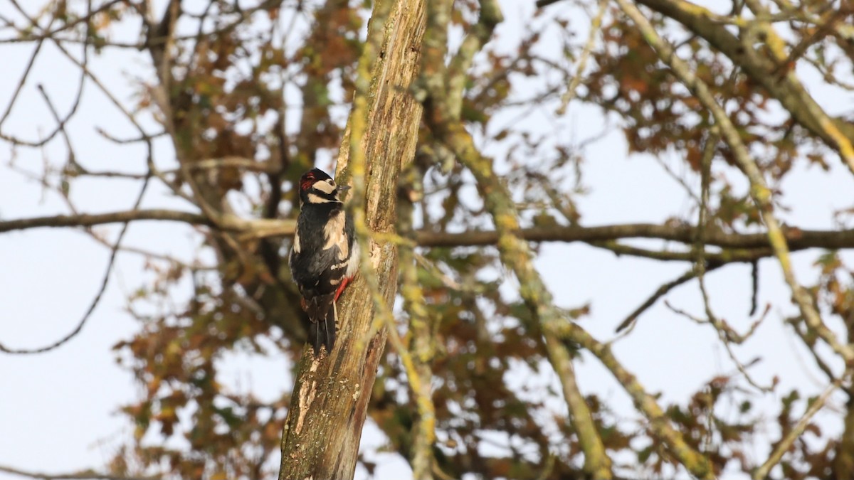 Great Spotted Woodpecker - ML626599295