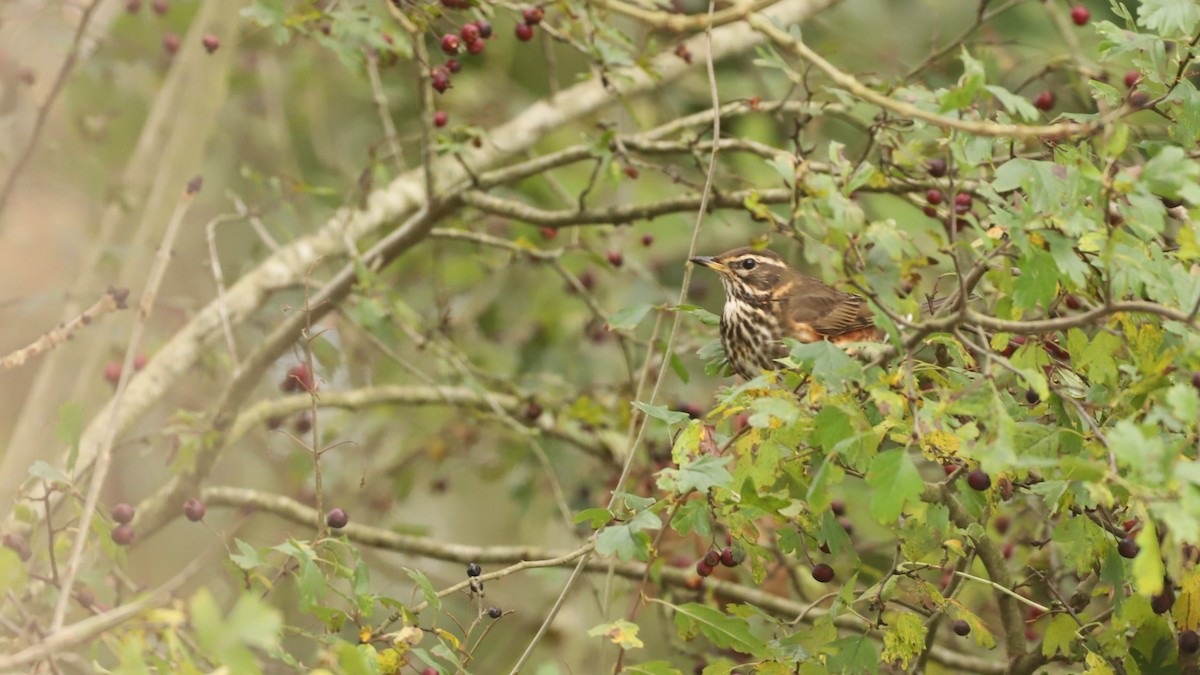 Redwing - ML626599303