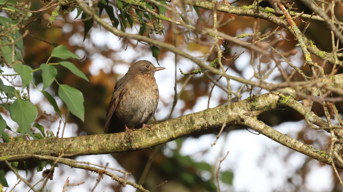 Eurasian Blackbird - ML626599306