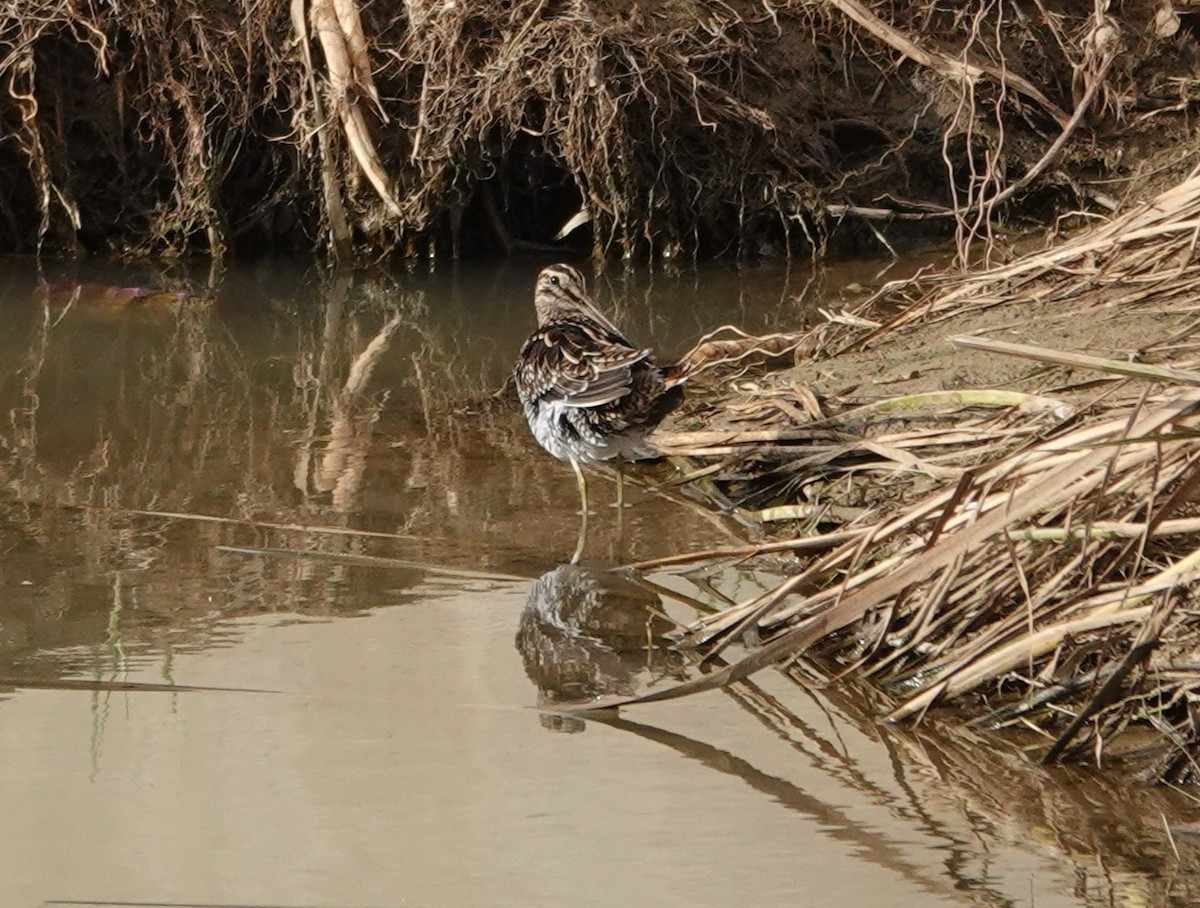 Common Snipe - ML626599380