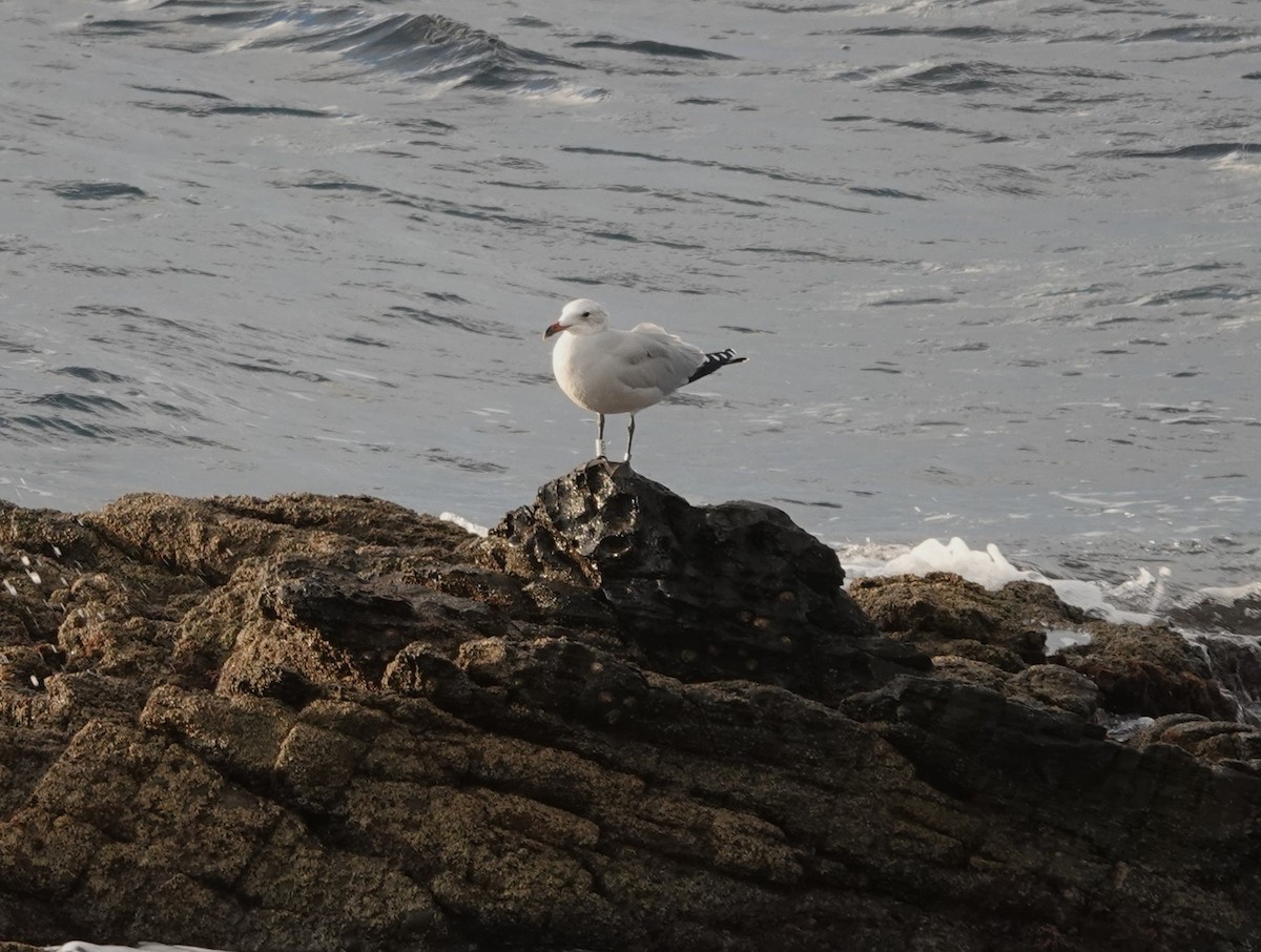 Audouin's Gull - ML626599405