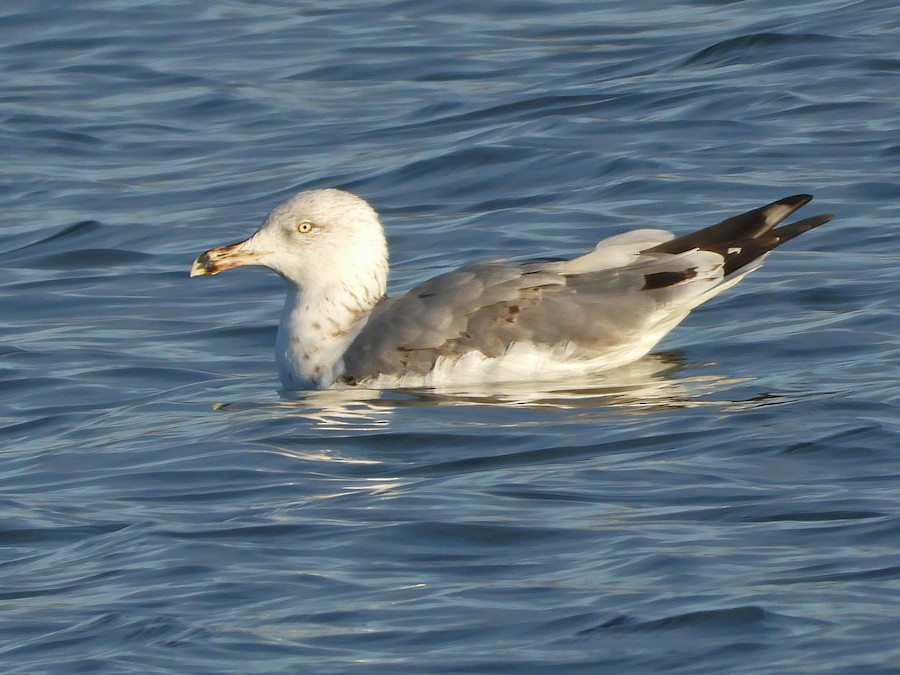 Srebrnasti galeb/morski galeb - eBird